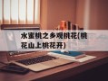 水蜜桃之乡观桃花(桃花山上桃花开)
