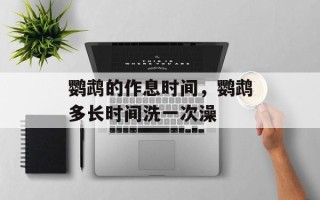 鹦鹉的作息时间，鹦鹉多长时间洗一次澡
