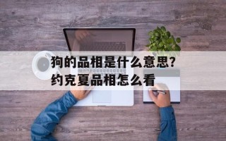狗的品相是什么意思？约克夏品相怎么看