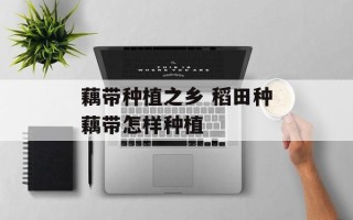 藕带种植之乡 稻田种藕带怎样种植