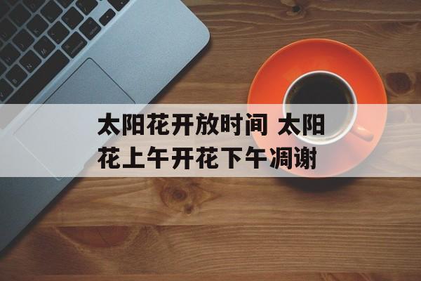 太阳花开放时间 太阳花上午开花下午凋谢-第1张图片-